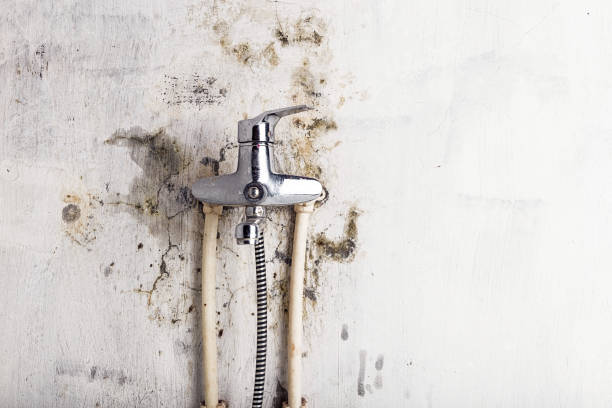 Best Fast Mold Removal  in Horizon West, FL