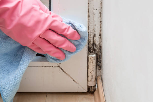 Best Local Mold Removal Service  in Horizon West, FL
