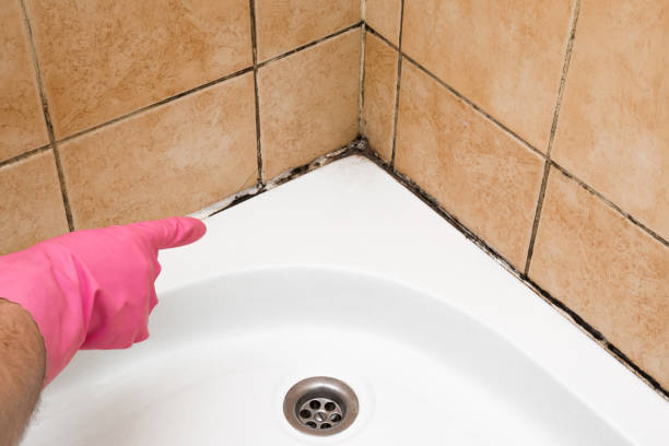 Best Crawl Space Mold Removal  in Horizon West, FL